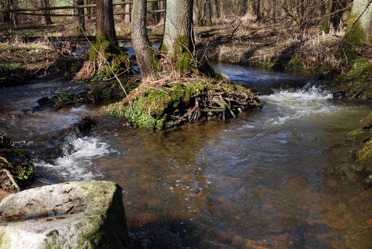 Two wild rivers in the forest turn inti the one