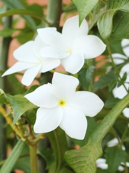 white Gardenia flower of Southern Asia