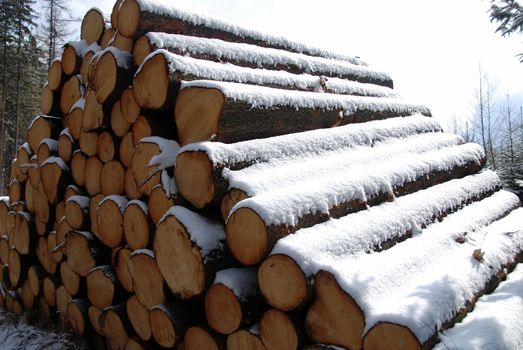 Logs of wood covered by snow in winter