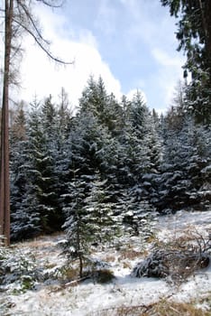 Beautiful winter landscape with trees covered by snow and frost