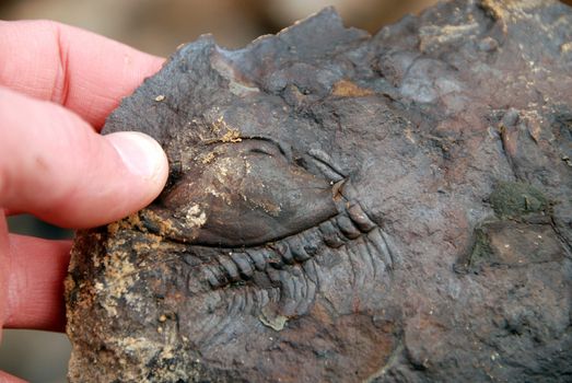 Hand of a man is holding freshly found trilobite