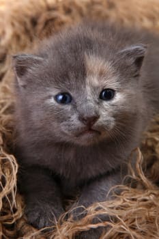 Cute Baby Kitten Lying in a Basket With Siblings