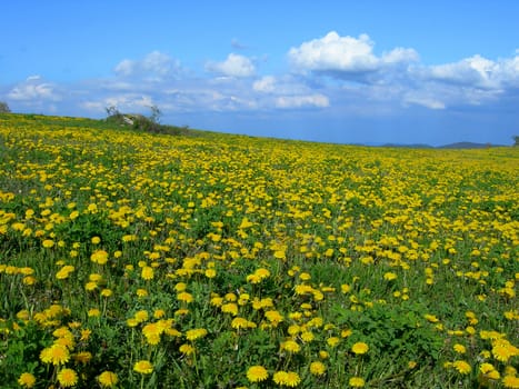 Beautiful summer field full of yellow blooming dandelions with a forest in the back