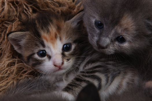 Cute Baby Kittens Lying in a Basket With Siblings