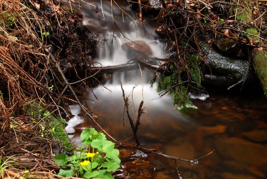 Forest brook with long exposure and yellow flower