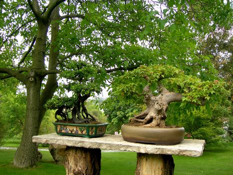        Miniature of tree - masterpiece of gardening - bonsai 