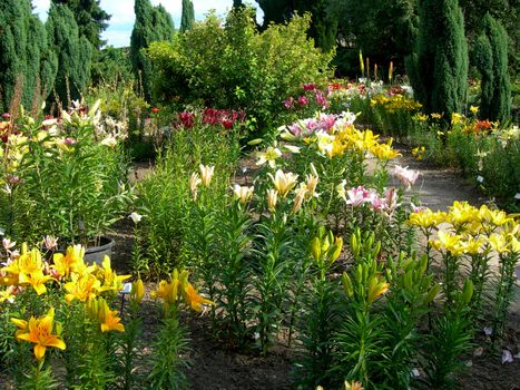        Beautiful botanical garden with daylily and many plant species             