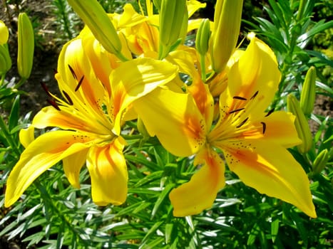           Nice yellow lily in the garden - detail of blossom