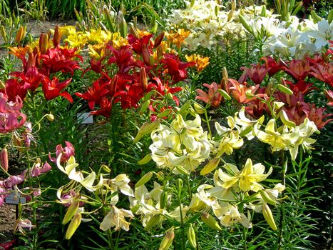 Beautiful botanical garden with daylily and many plant species         