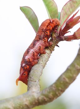 the orange caterpillars with leaves and branch