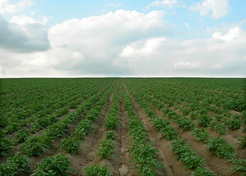 Field full of fresh young potatoes