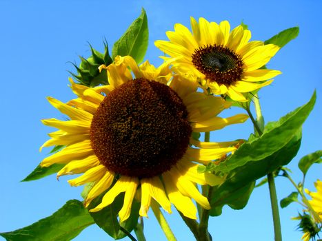       Sunflowers in bloom and blue sky    