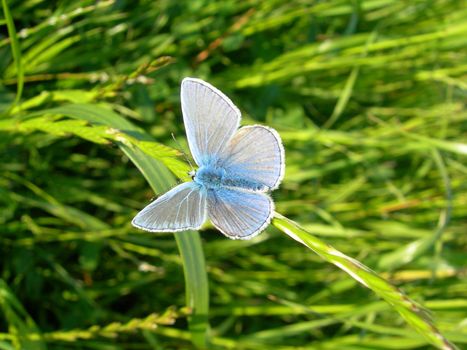 Butterfly on grass Blue. Polyommatus icarus. 