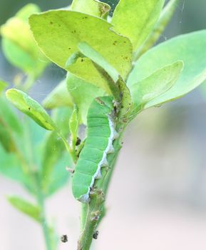 the green caterpillar on a branch