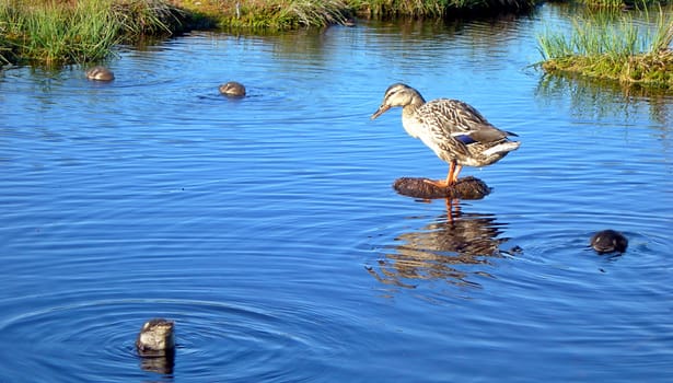 Duck diving in the mountain lake