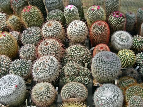           Various cactus plants in flower pots