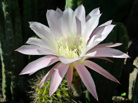 Beautiful cactus flower in bloom