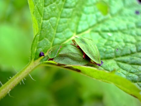 Two green bugs are mating on a green leaf