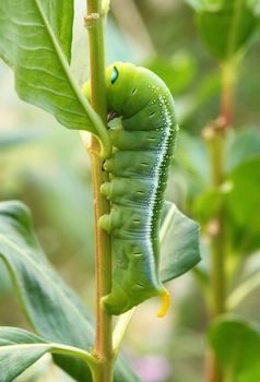 the green caterpillar on a branch