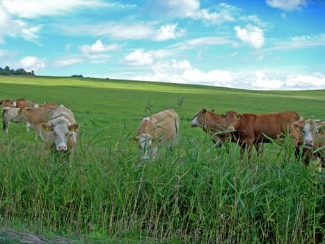                     Herd of cows on the meadow with forest in the back