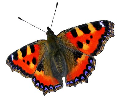 Tortoiseshell butterfly isolated on the white