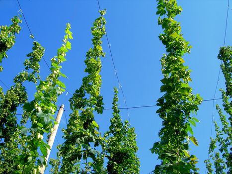 Field full of Czech hop - ready for harvest and bier production           
