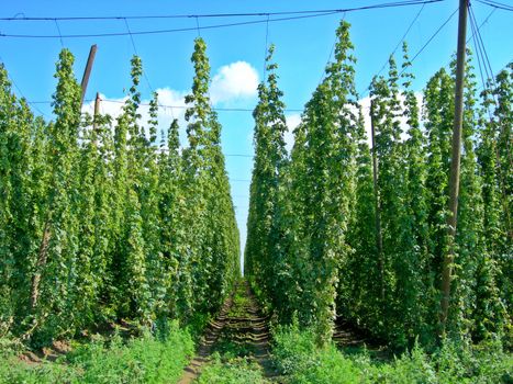           Field full of Czech hop - ready for harvest and bier production 