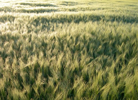 Barley field during the sunset is getting gold - texture