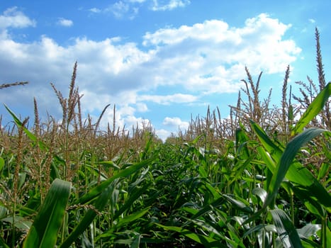            Spring field with lush green corn and forest   