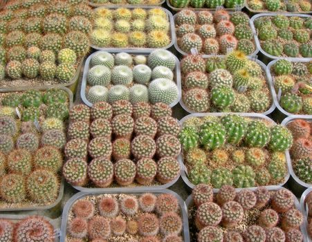 Various cactus plants in flower pots