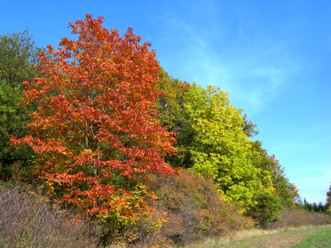           Colors of the fall - trees with multicoloured maple leaves in the country