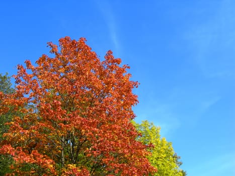           Colors of the fall - tree with multicoloured maple leaves in the country