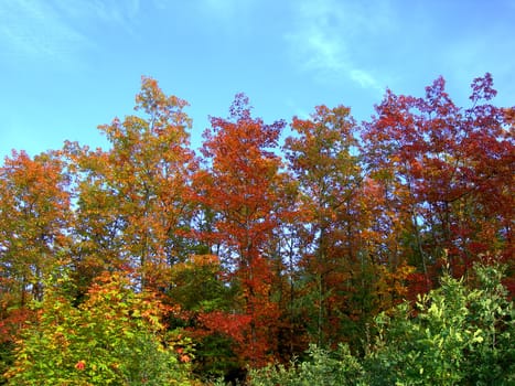   Colors of the fall - tree with multicoloured maple leaves in the country         