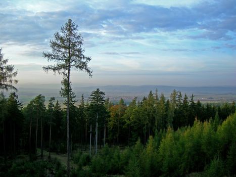           Big pine forest in Brdy mountains in the Czech republic