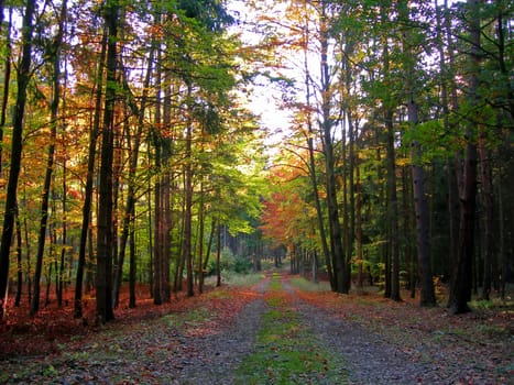           Road in the forest in the autumn season with colorful leaves