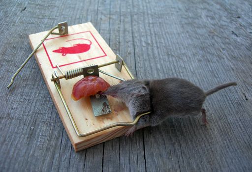           Dead mouse is caught by a trap with sausage