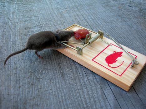    Dead mouse is caught by a trap with sausage         