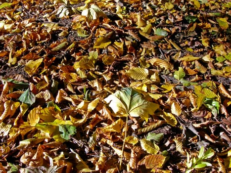           Leaves on the ground - background which symbolises autumn/fall