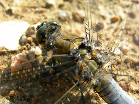    Dragonfly sitting on the sand       