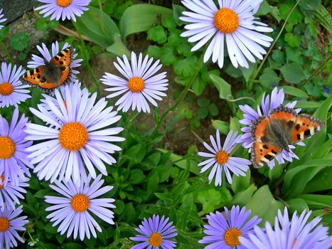 Two tortoiseshells on beautiful flowers