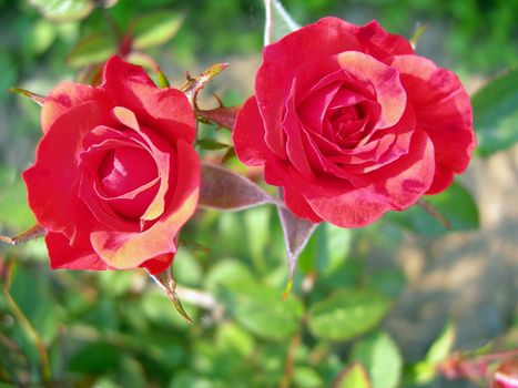          Two red roses in the garden among the leaves