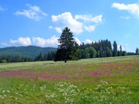    Meadow with violet flowers and forest       