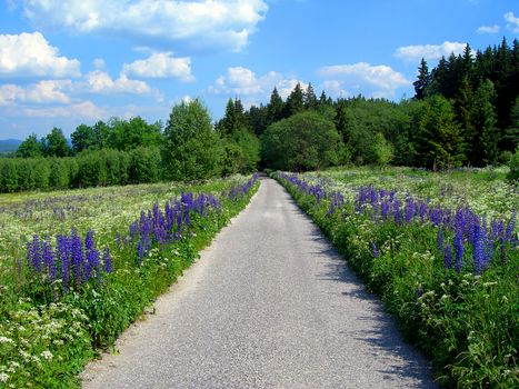 Small mountain road with forest and blue flowers          