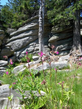           Rock with mountain flowers