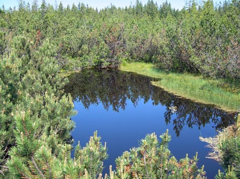           Small swamp lake in the pine forest