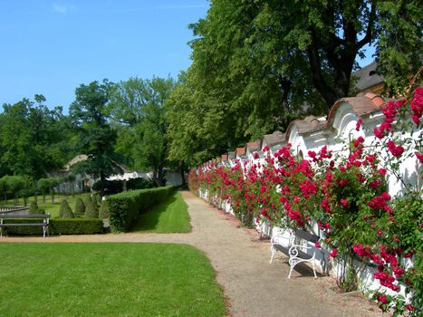           Castle park with hedge, roses and benches