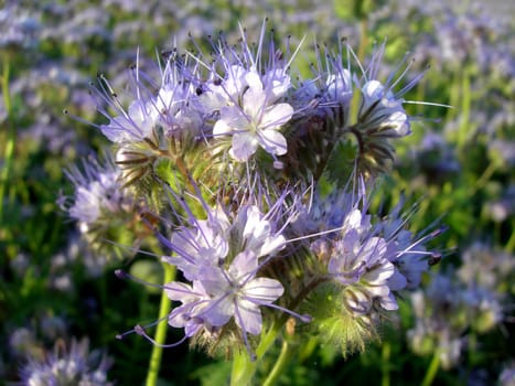           Detail of blue flower with petals