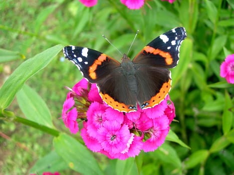 Butterfly admiral is sitting on a pink flower   