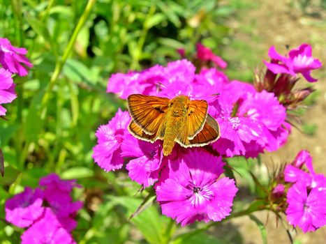           Butterfly is sitting on the violet flower in the garden