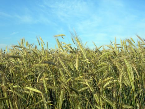       Field of fresh rape barley and blue sky    